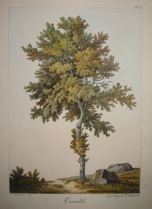 Bourgeois C. Tremble (Pioppo tremulo) 1819 Parigi